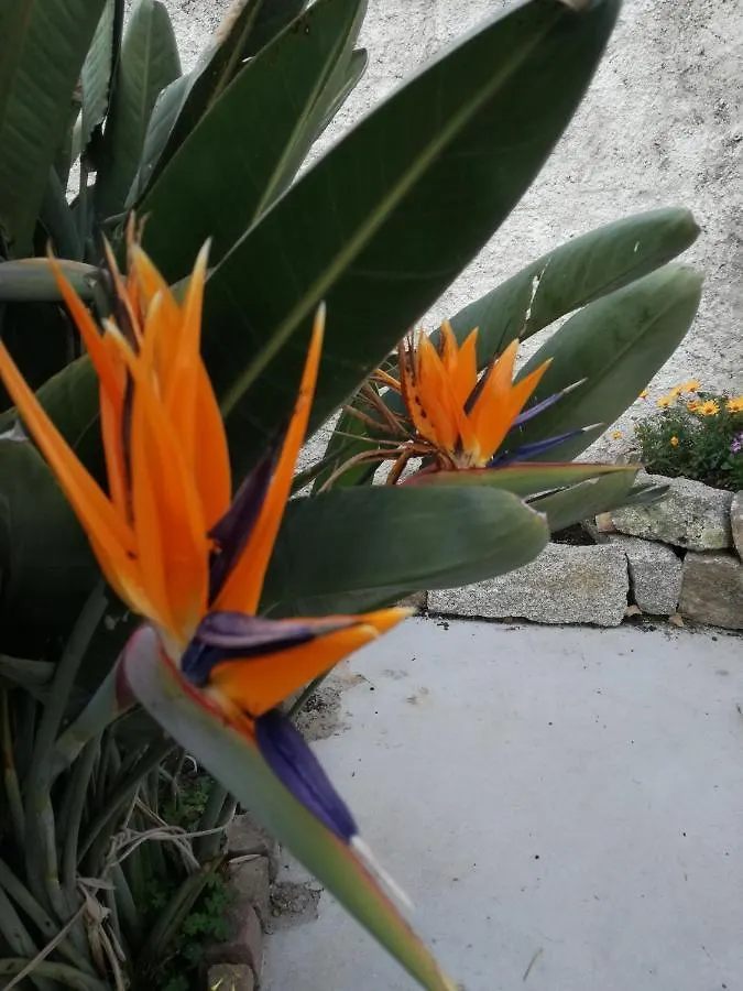 Le Rondini Bed & Breakfast Benetutti